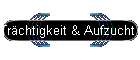 Tr�chtigkeit & Aufzucht der Jungtiere