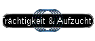 Tr�chtigkeit & Aufzucht der Jungtiere